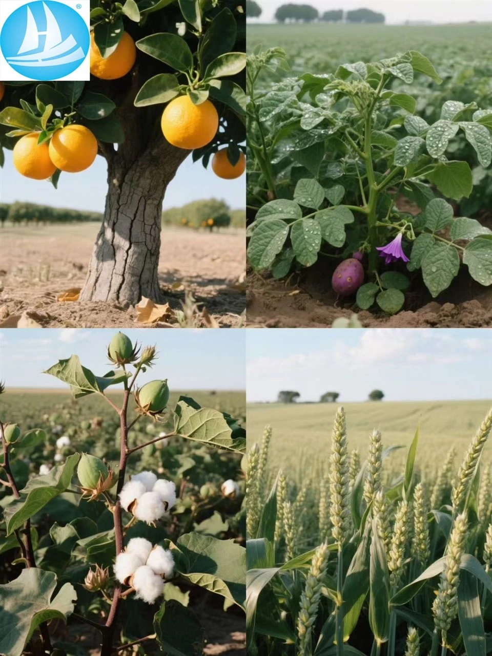 Effectively Promote Growth And Enhance Stress Resistance Jasmonic Acid 20%SL CAS:6894-38-8 Specially Used For Oranges And Potatoes best