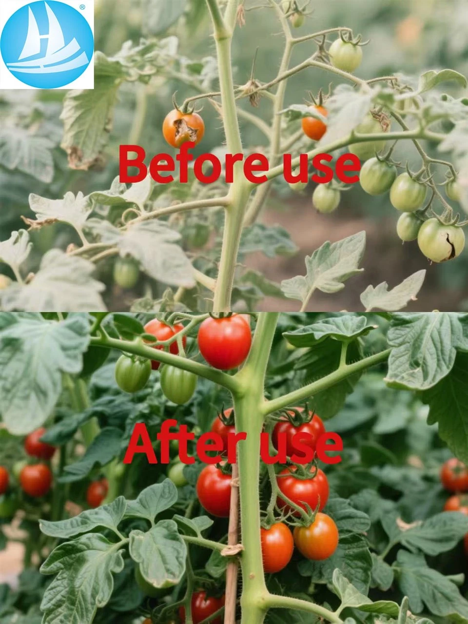 Efficient And Low-Toxic Thidiazuron 80%WP CAS: 51707-55-2 Specially Used For Grapes And Cotton high quality