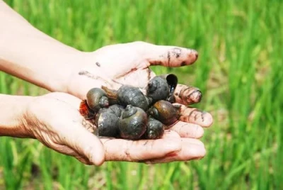 Các mối nguy hiểm và phương pháp kiểm soát của pomacea canaliculata