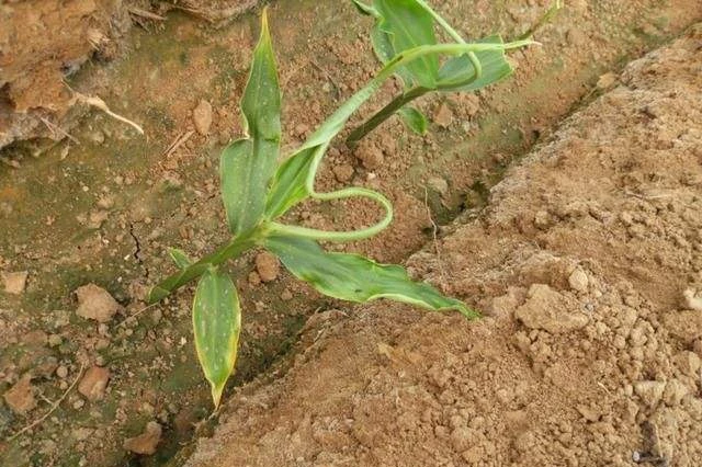 image009 image009
