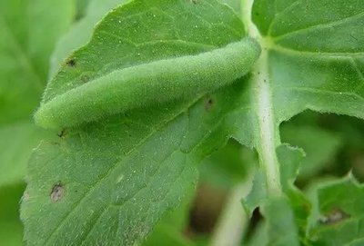 Control pests