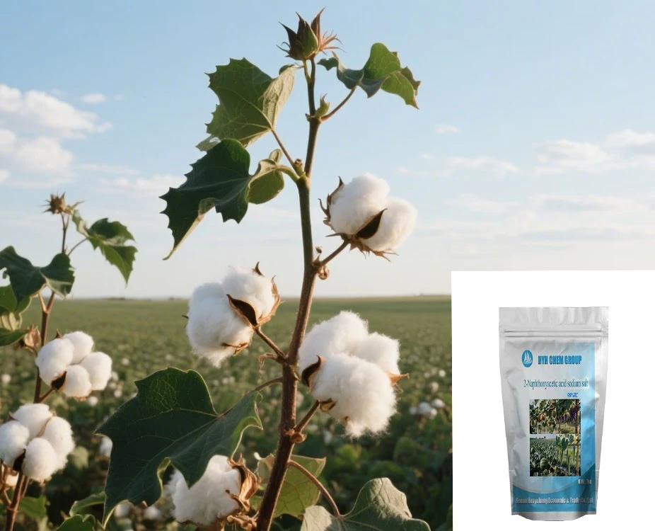 Promote Fruit Development 2-Naphthoxyacetic Acid Sodium Salt CASNo. 10042 - 71 - 4 For Many Plants. factory